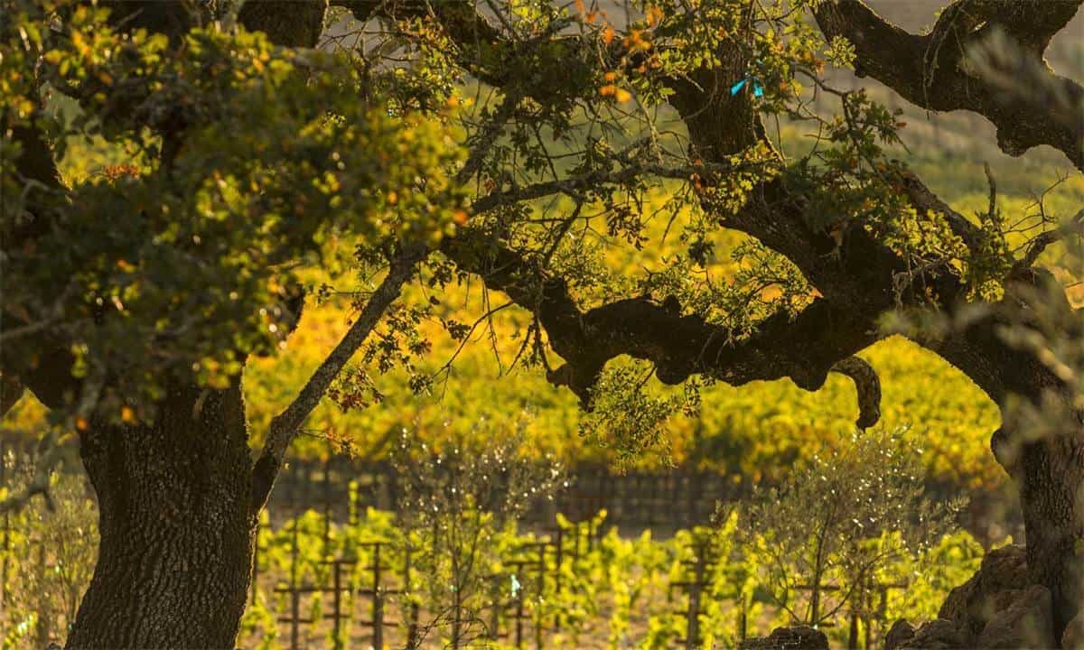 من باريس إلى ريف كاليفورنيا .. وجهات سياحية مميزة في الخريف