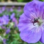 أبرزها شد الجسم.. «النيلة الزرقاء» اسم غريب يحمل العديد من الفوائد