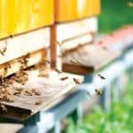 منزل النحل .. إضافة استثنائية لحديقة منزلك