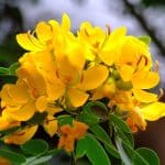 «عشبة السنامكي» سحرية لعلاج الإمساك ومخاطرها غير متوقعة