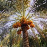 إطلاق منتدى العجوة الأول في المدينة المنورة اليوم