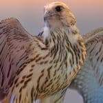 2030 وهتلر.. أغرب أسماء الصقور المشاركة في مهرجان الملك عبدالعزيز