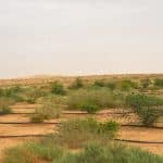 مدينة بريدة