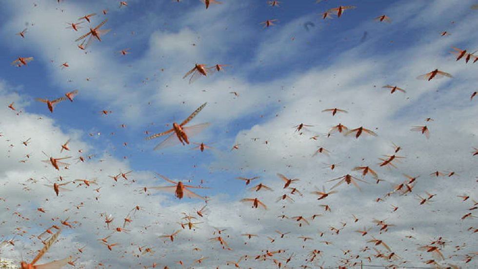 «مركز مكافحة الجراد والآفات المهاجرة» يؤكد عدم نقل الجراد لفيروس كورونا