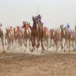 بجوائز تصل لـ مليون ونصف ريال.. غدًا انطلاق «سباق الهجن» في فعاليات موسم حائل