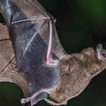 بعد انتشار «كورونا».. «البيئة» تحذر من الحيوانات والطيور الفطرية