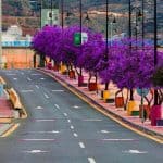 أشجار الجاكرندا