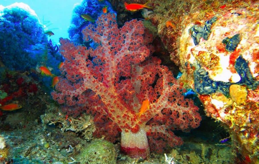 مياه البحر الأحمر في تبوك