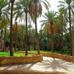 مزارع قديمة في مدينة بريدة حولها التاريخ لأماكن سياحية ساحرة 