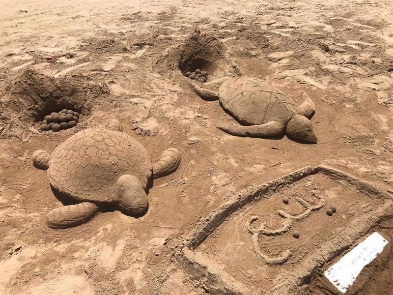 صور|ترويجًا للسياحة.. سلاحف رملية وسمكة قرش كبيرة على شواطئ ينبع