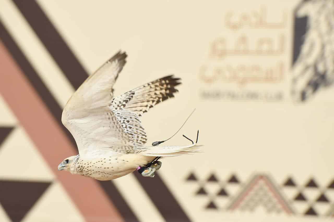 مهرجان الملك عبدالعزيز للصقور