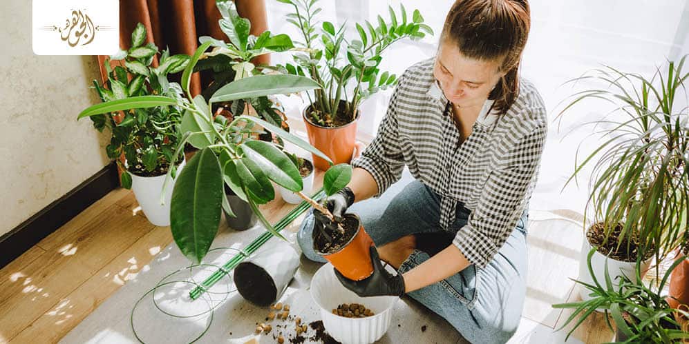 الزراعة الداخلية