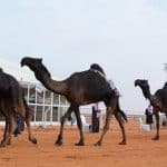 انطلاق مهرجان الملك عبدالعزيز للإبل