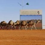 مهرجان الملك عبدالعزيز للإبل