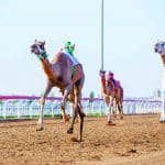 سباق الهجن