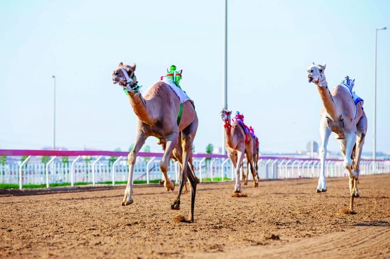 سباق الهجن