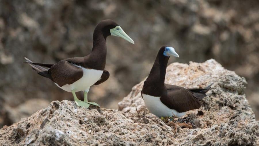 محمية جزر فرسان.. وجهة سياحية ساحرة لمحبي الطبيعة الخلابة