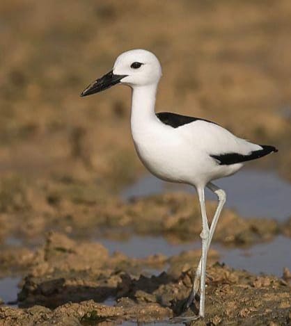 محمية جزر فرسان.. وجهة سياحية ساحرة لمحبي الطبيعة الخلابة