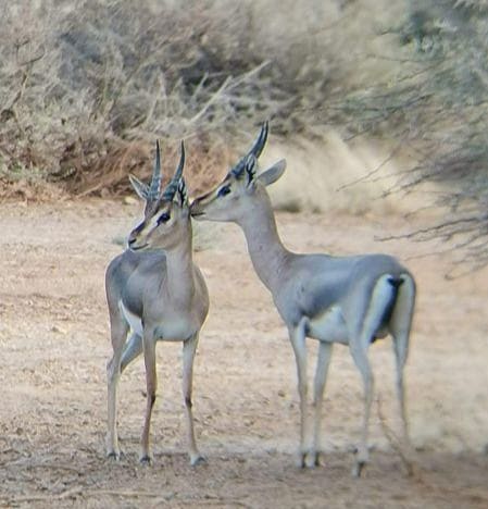 محمية جزر فرسان.. وجهة سياحية ساحرة لمحبي الطبيعة الخلابة