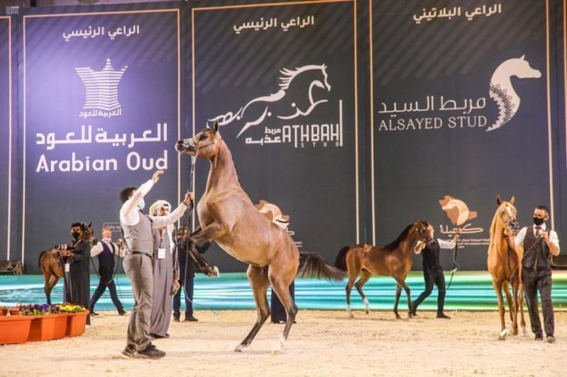 اختتام بطولة المملكة لجمال الخيل العربية الأصيلة «كحيلة»