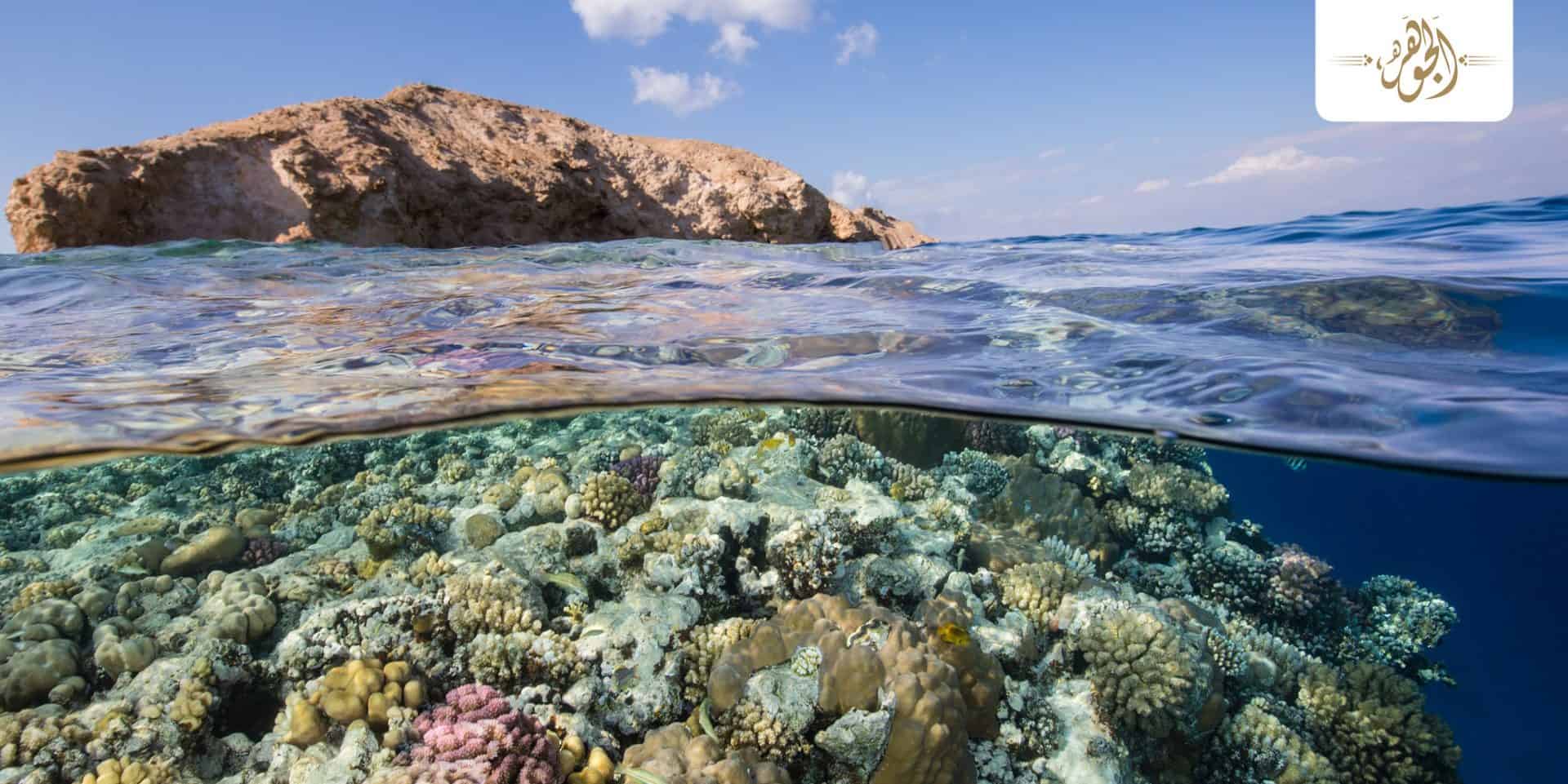 مدينة ذا لاين