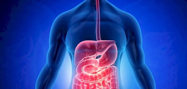 أهم وظائف الطحال وهل يمكن يعيش الإنسان من غيره؟