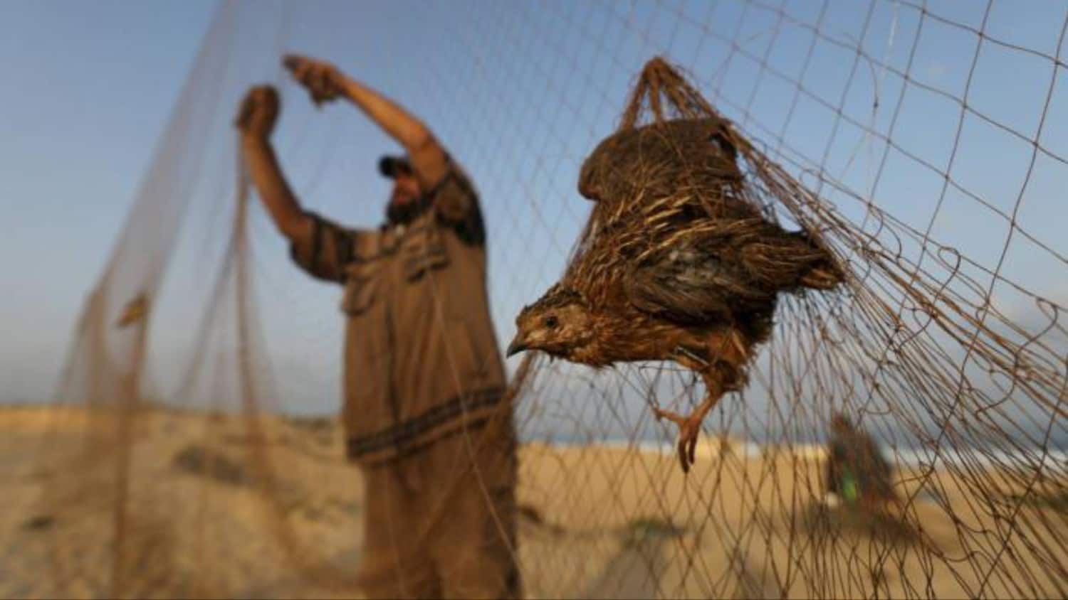 عقوبات وغرامات مخالفة الصيد والتصرف بالكائنات المصيدة