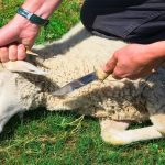 فتاوى.. حكم الذبيحة التي لم يذكر اسم الله عليها عند ذبحها؟