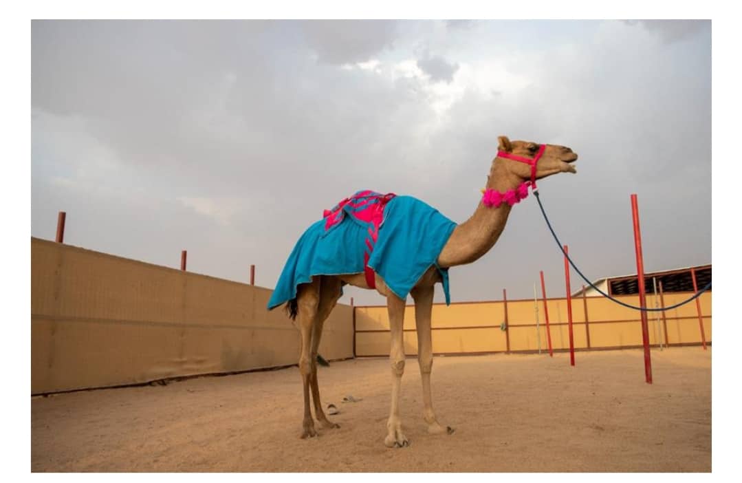 أول سيدة تشارك في مهرجان ولي العهد للهجن من نسخته الأولى