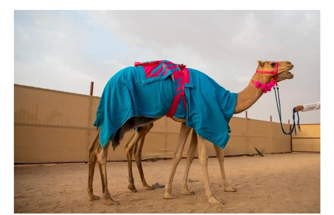 أول سيدة تشارك في مهرجان ولي العهد للهجن من نسخته الأولى