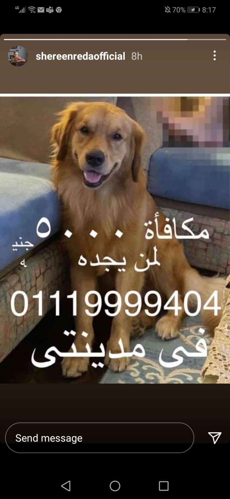 شيرين رضا تبحث عن كلب ضال