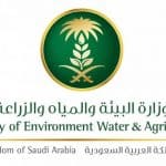 إطلاق خدمة طلب العمالة المؤقتة إلكترونيًا