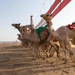 انطلاق مهرجان ولي العهد للهجن في نسخته الثالثة