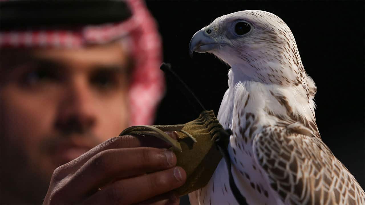 جناح الأسلحة بمعرض الصقور