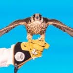 مزاد نادي الصقور الثاني