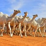 إطلاق منصة وثقها لحفظ وتسجيل سلالات الإبل