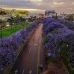 الجاكرندا