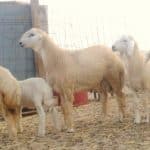 شروط استيراد الحيوانات من خارج المملكة.. « الزكاة والضريبة» يوضح 