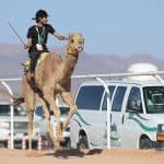 برعاية ولي العهد .. منافسات شرسة في كأس العلا للهجن بيومه الأول
