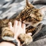 الأمراض المعدية