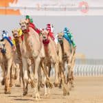 تعرف على قيمة جائزة سيف ولي العهد بمهرجان الهجن بعد زيادتها رسمياً
