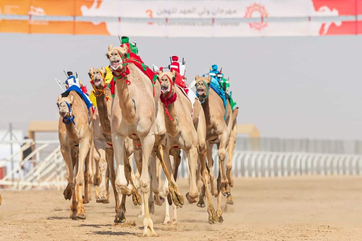 تعرف على قيمة جائزة سيف ولي العهد بمهرجان الهجن بعد زيادتها رسمياً