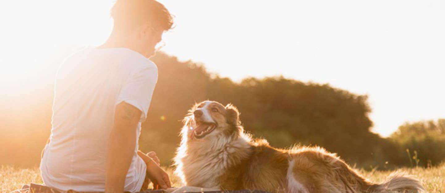 التعامل مع الحيوانات في الصيف .. إليك هذه النصائح