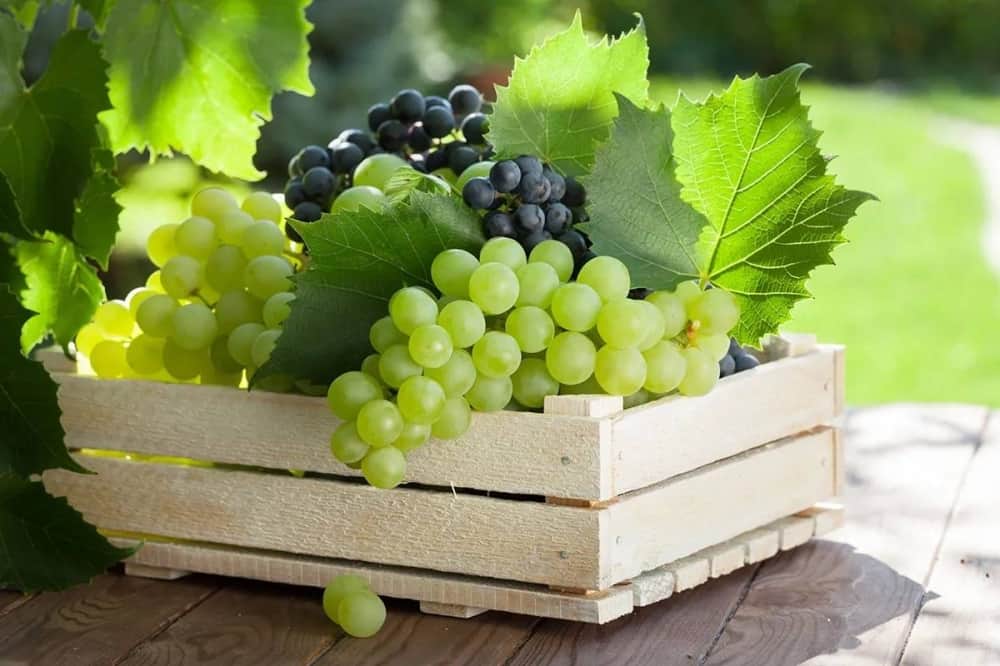 هل بذور العنب تعالج أمراض القلب والسرطان؟ .. «عالم أبحاث المسرطنات» يوضح