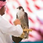 مزارع إنتاج الصقور