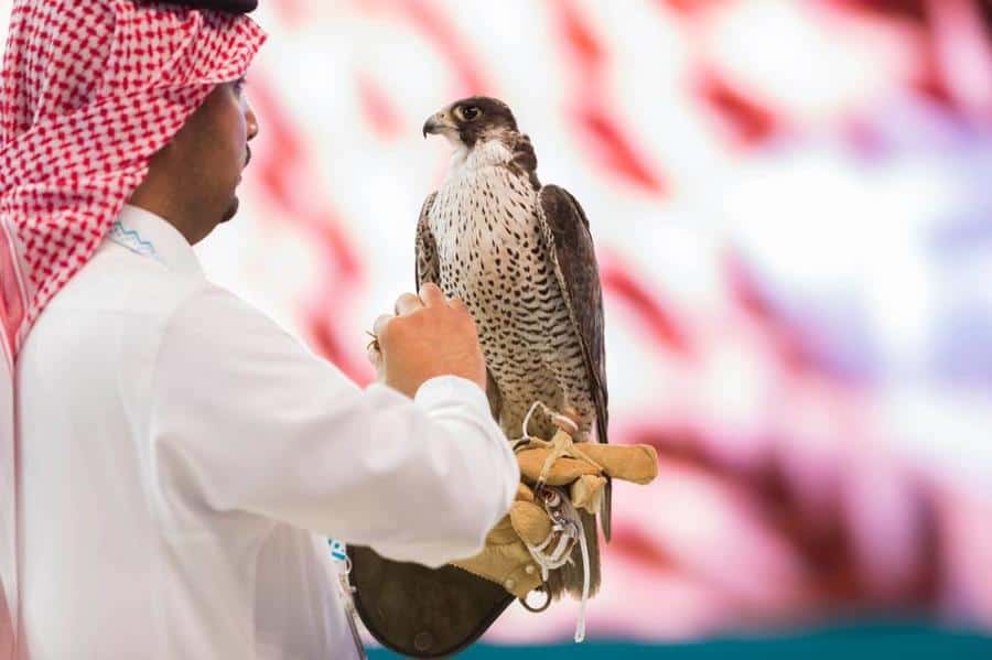 مزارع إنتاج الصقور