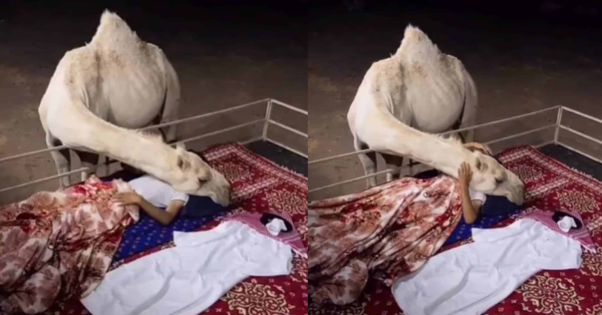 عناق ناقة لصاحبها