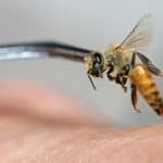 فوائد لسعة النحل الصحية: تعالج هذه الأمراض