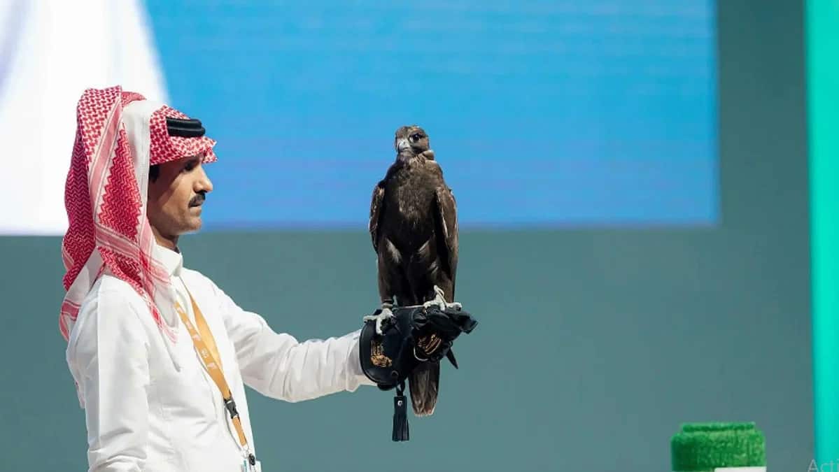 مزرعة سعودية تستقطب صقور نادرة في مزاد الصقور الدولي 2023