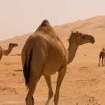 البيئة: عدم ترقيم الإبل مخالفة يعاقب عليها ولا يسمح بنقل ملكيتها